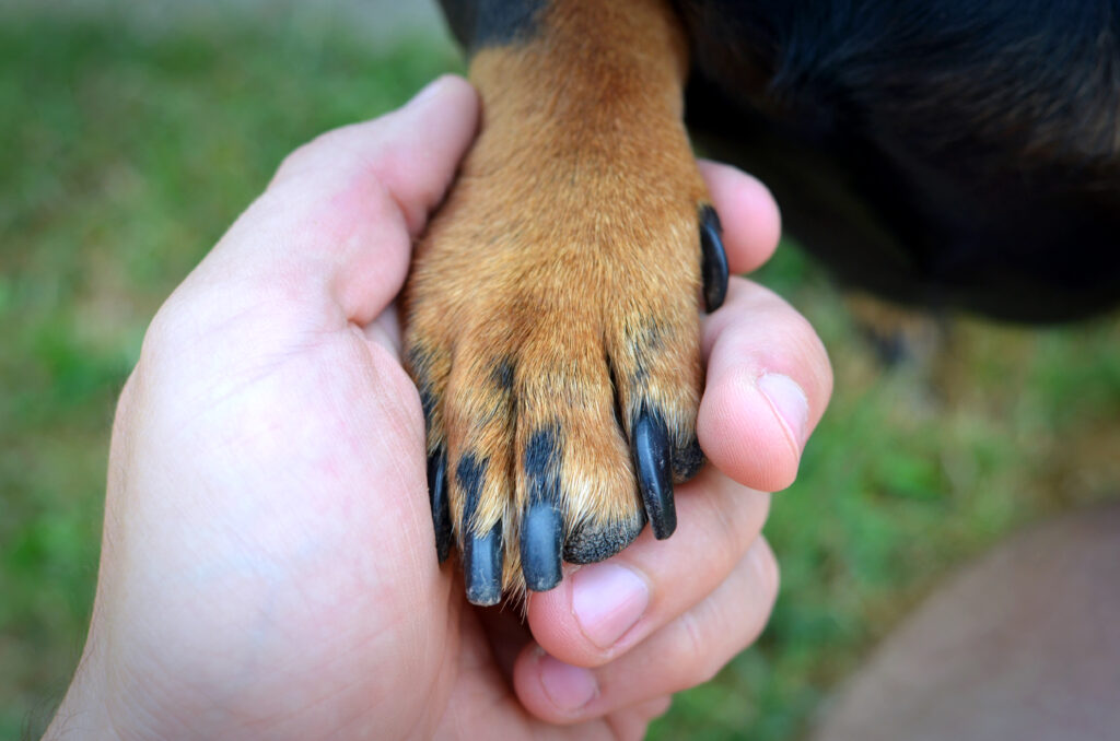 Éducation canine Unidog Pallegney Vosges